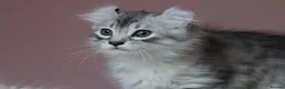 American Curl cats for sale: Pure American curl kittens  - Advert 11