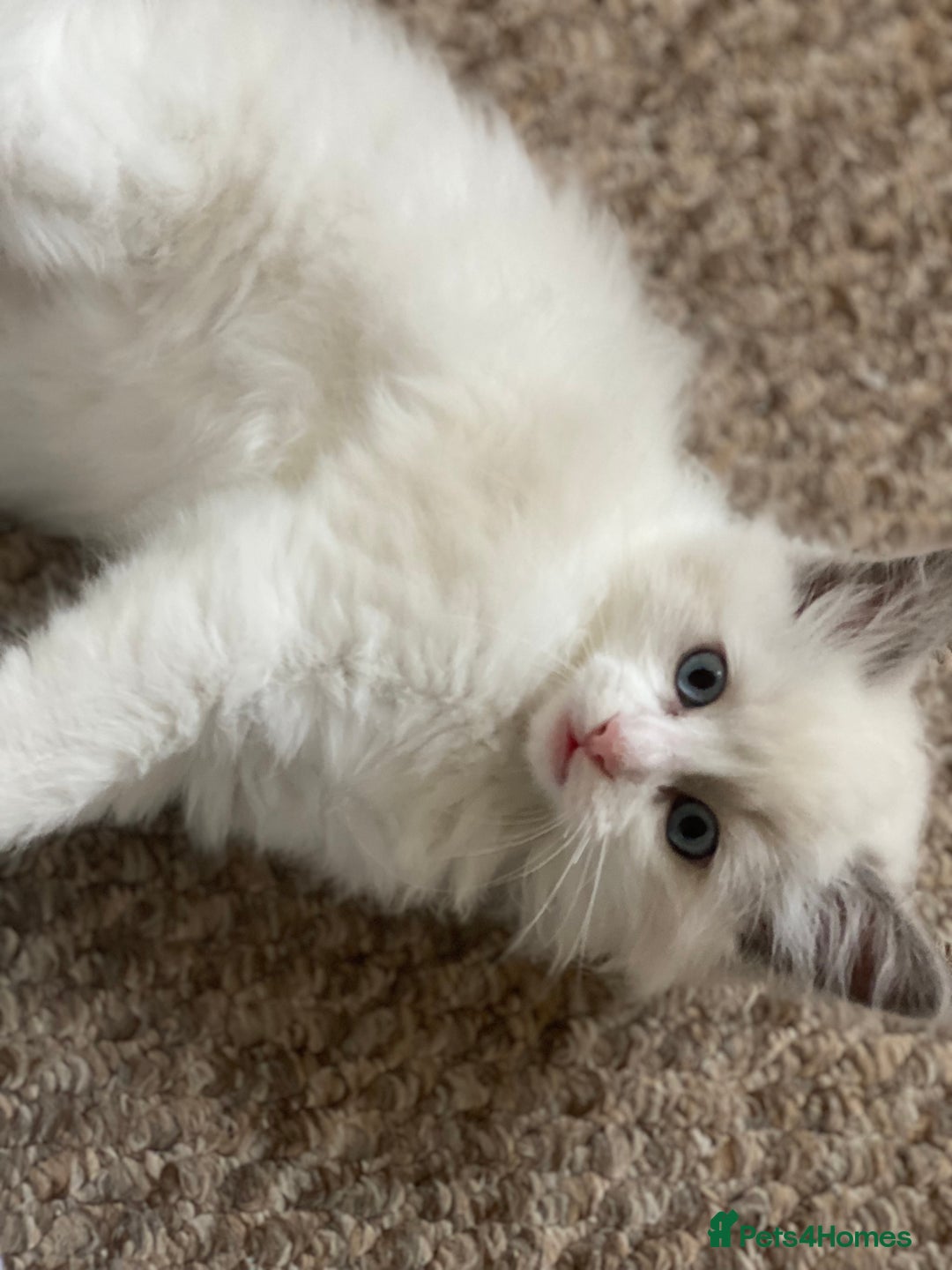Ragdoll cats for sale: Purebred Male Ragdoll for sale - Image 5