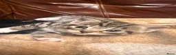 Mixed Breed cats for sale: Beautiful kittens for sale  - Advert 6