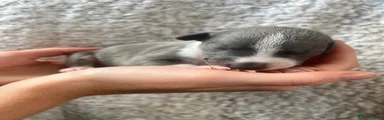 Puppy 9