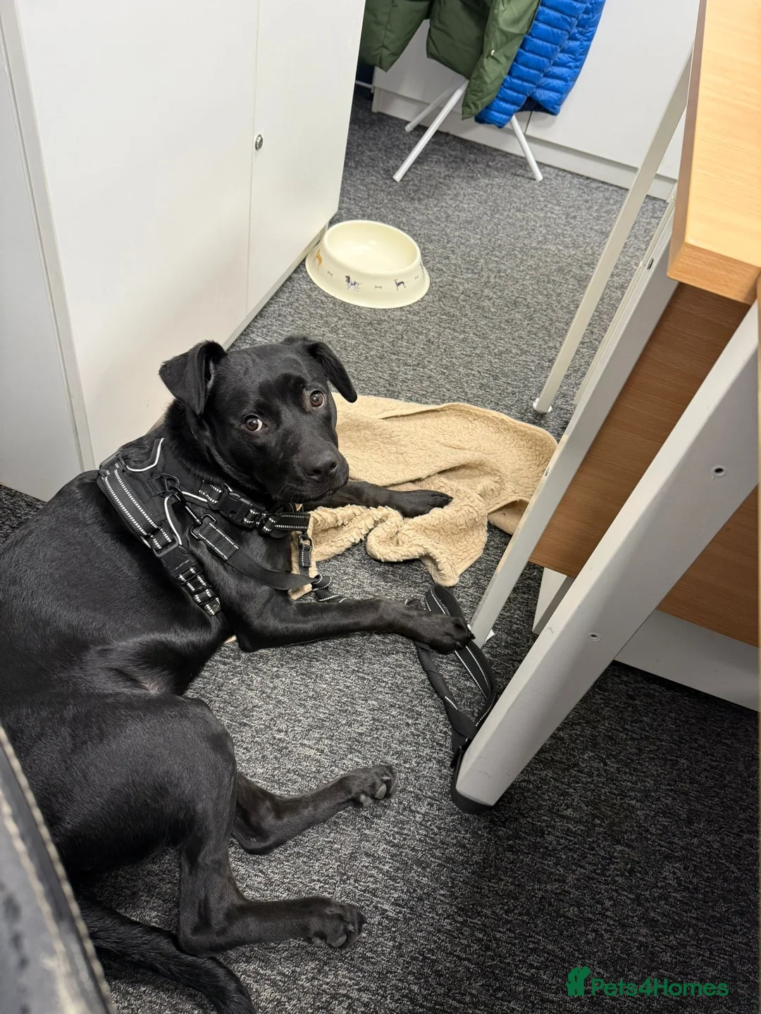 Mixed Breed dogs for sale: 8‑Month‑Old Staffy × Rottweiler Pup  in Wigan - Advert 2