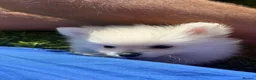Pomeranian dogs for sale: White male baby Pomeranians  - Advert 20