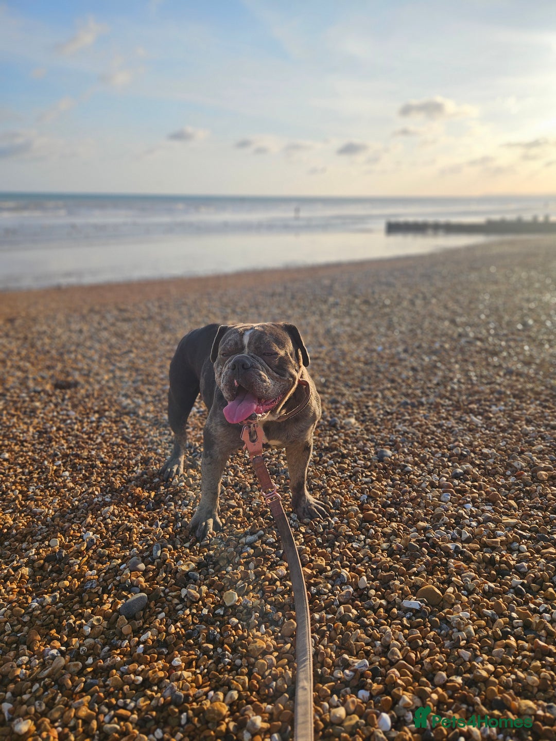 Olde English Bulldogge dogs for sale: 🐶 Litter pending – Olde English Bulldogge❤️ - Advert 3