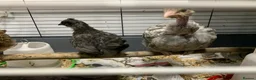 Chickens poultry for sale: Orpingtons plus - Advert 14
