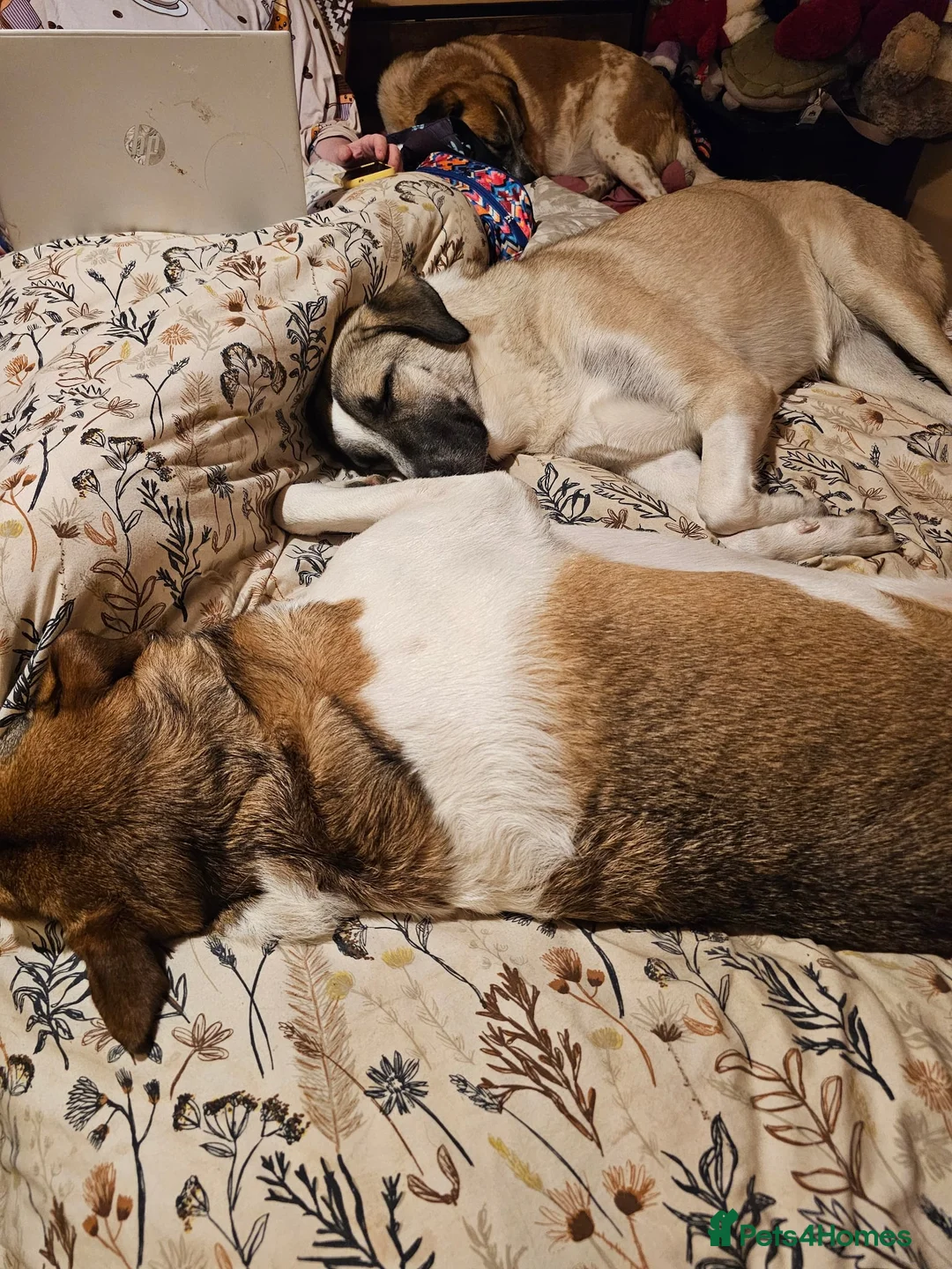 Mixed Breed dogs for adoption: Sadie - 1 Year Old, Anatolian Shepherd Mix in Milton Keynes - Advert 7