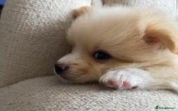 Pomeranian dogs for sale: Beautiful Russian bloodline Pomeranian puppies - Image 16