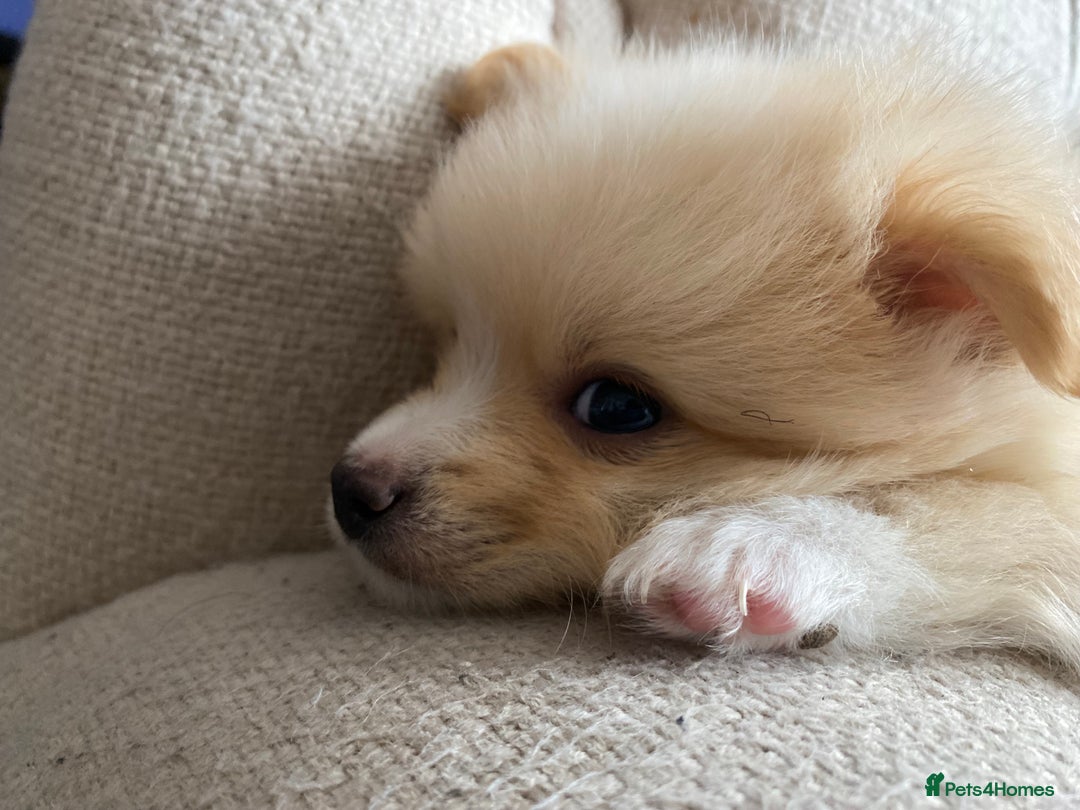 Pomeranian dogs for sale: Beautiful Russian bloodline Pomeranian puppies - Image 16