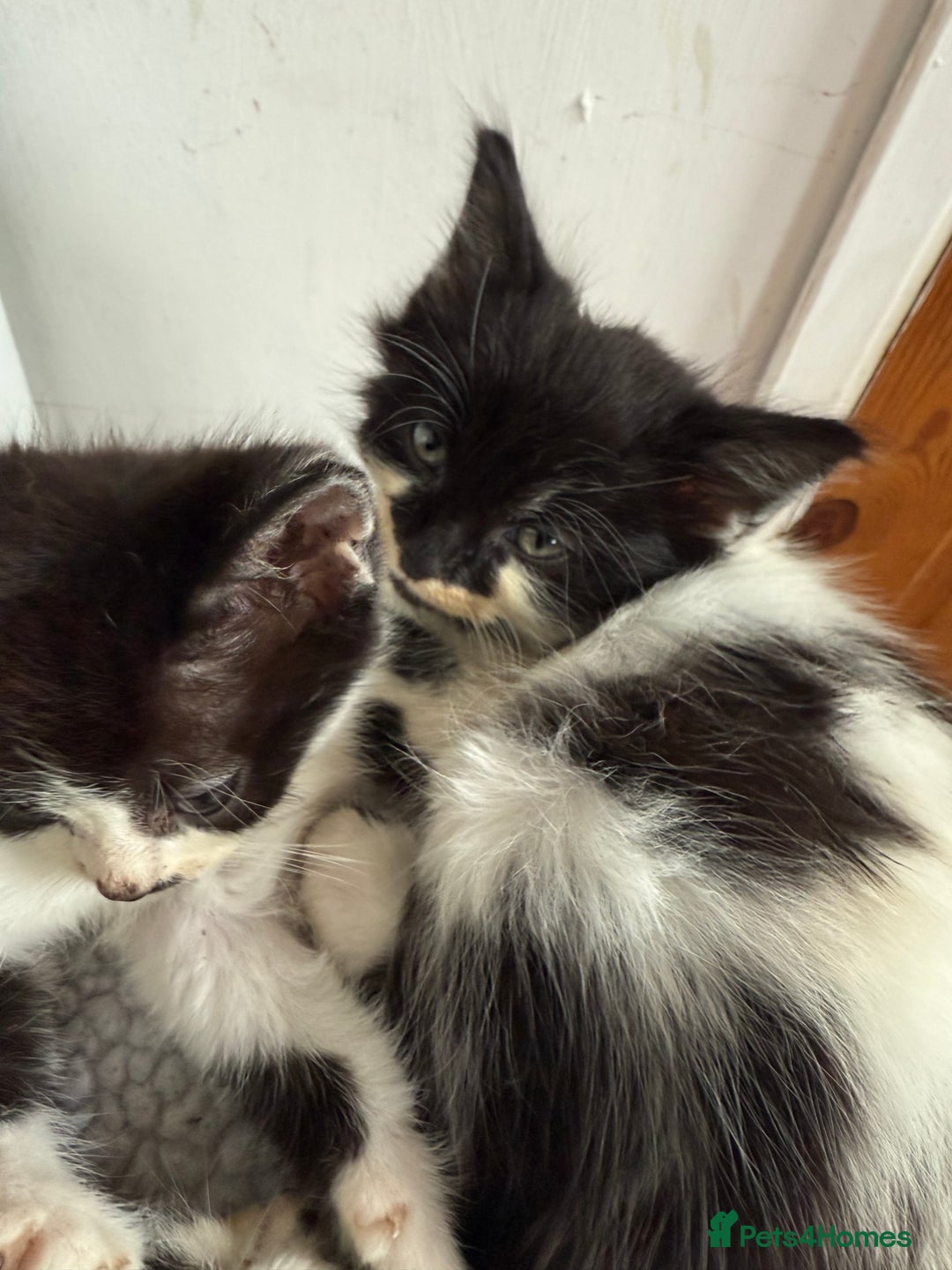British Longhair cats for sale: Fluffy beautiful kitties  - Image 4