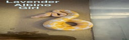 Python Snake reptiles for sale: Ball python collection  - Advert 3