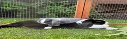 Mini Lop rabbits for sale: Mini lop - Advert 4