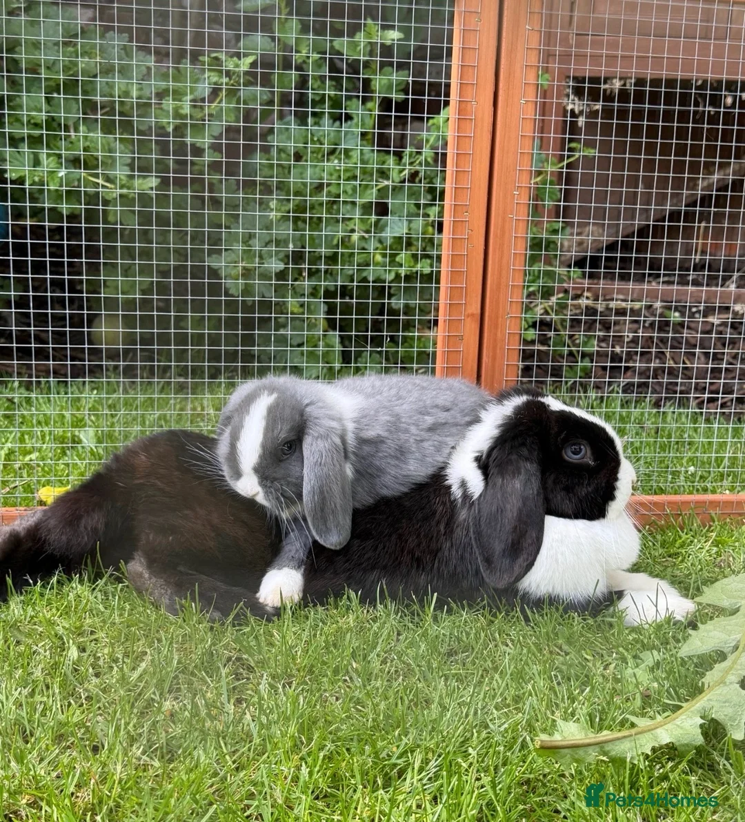 Mini Lop rabbits for sale: Mini lop - Advert 4