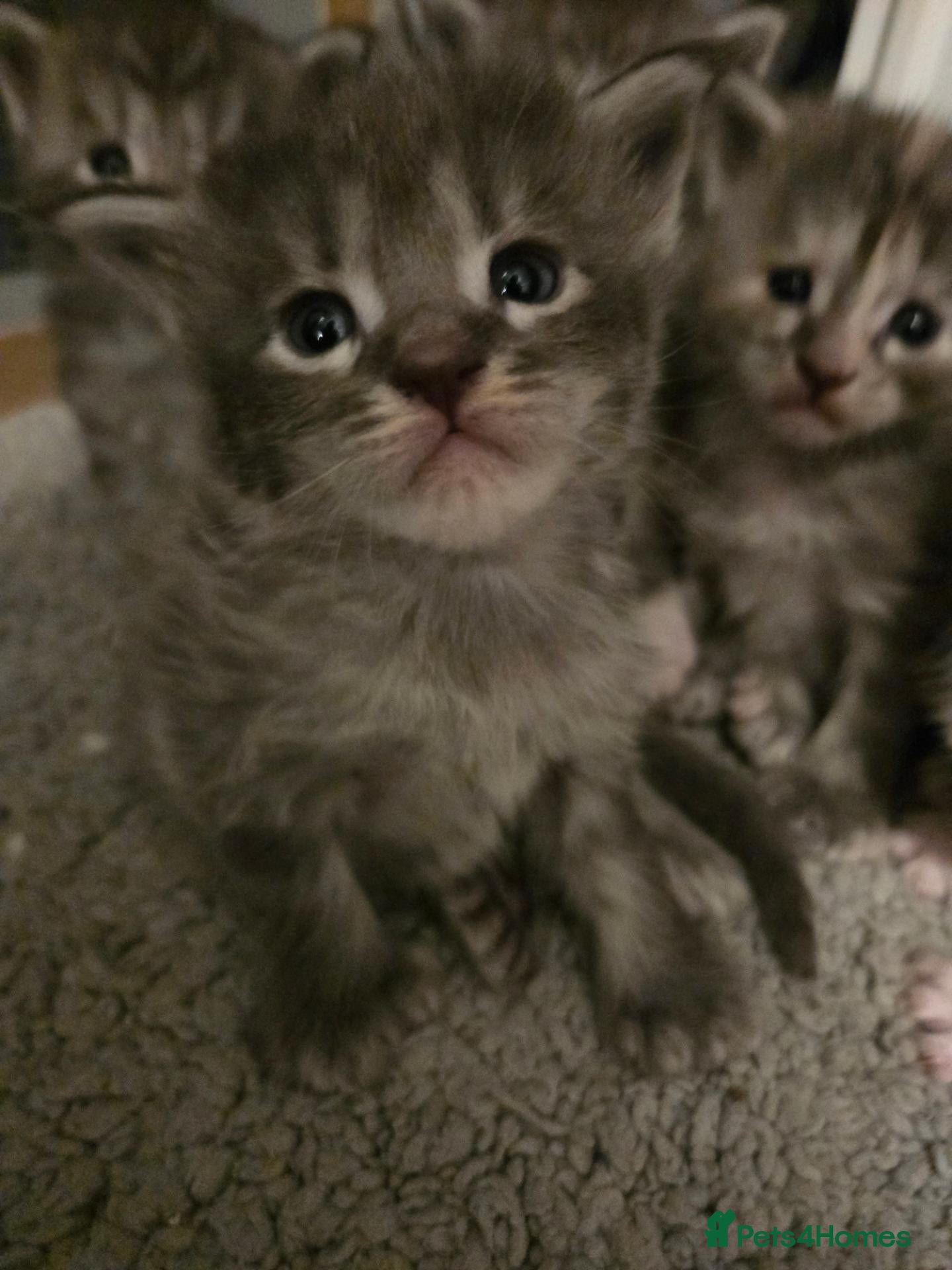 Maine Coon cats TiCA reg. POLLYDACTYL XL maine coons - Advert 2