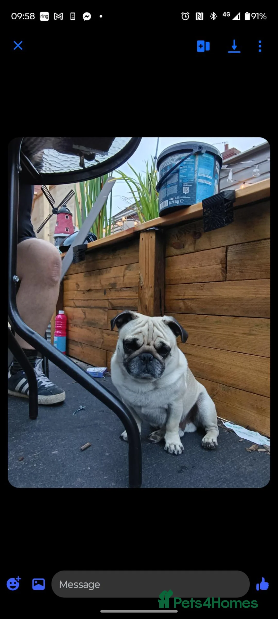 Pug dogs for sale: Male pug Frank  in Goole - Advert 2