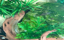 Shrimps fish for sale: Rehome fish - Image 3