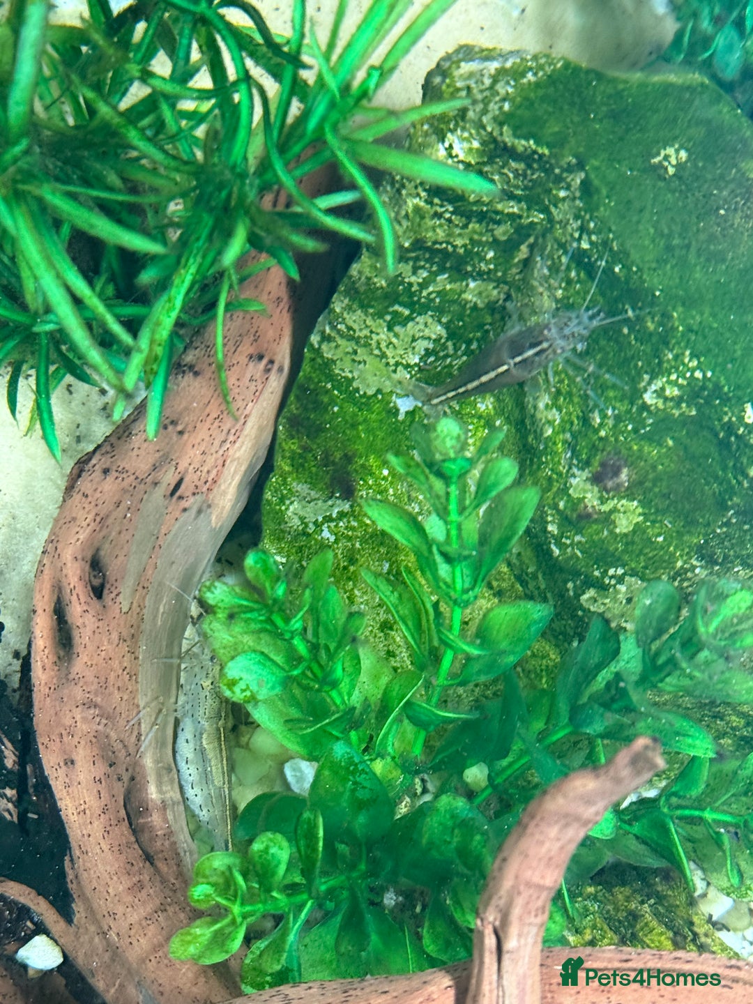 Shrimps fish for sale: Rehome fish - Image 3