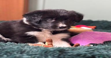 Border Collie dogs - Advert 2
