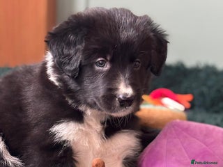 Border Collie dogs - Advert 1