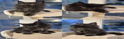 Maine Coon cats for sale: Majestic TICA Registered Mainecoon Kittens - Advert 18