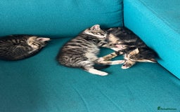 British Shorthair cats for sale: Stripped British shorthair kittens - Image 10