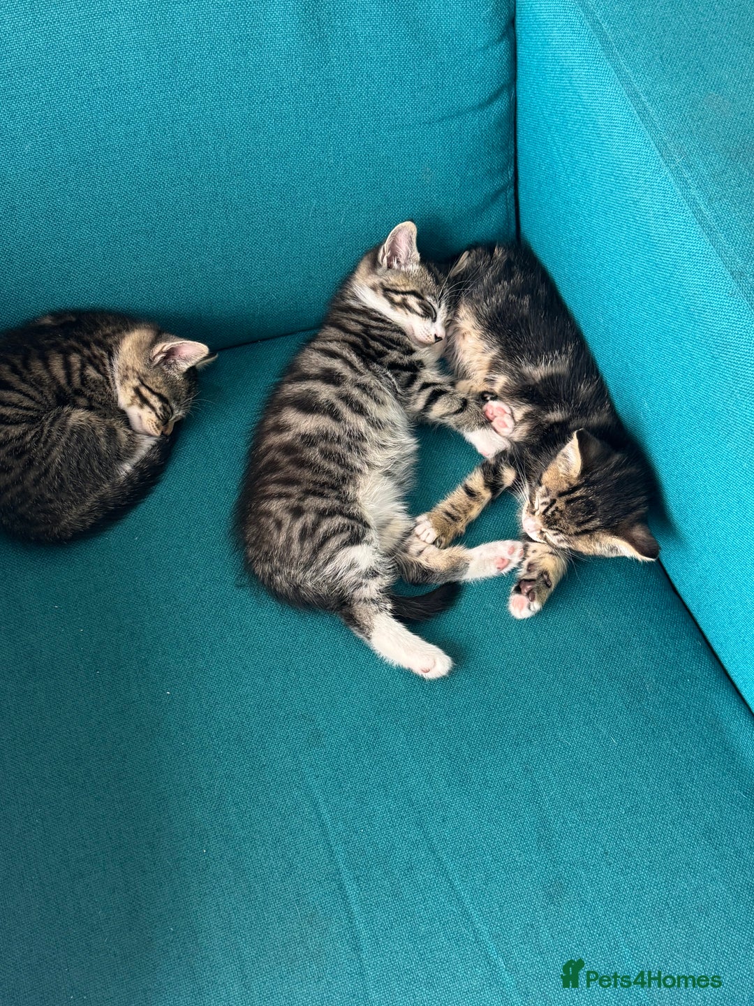British Shorthair cats for sale: Stripped British shorthair kittens - Image 10