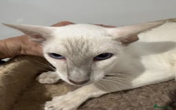 Siamese cats for sale: Lovely Siamese female Lilac Point Active Register - Image 6