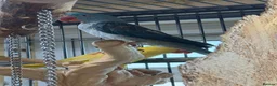 Parrots birds for sale: Blue male and female alexandrine for sale - Advert 3