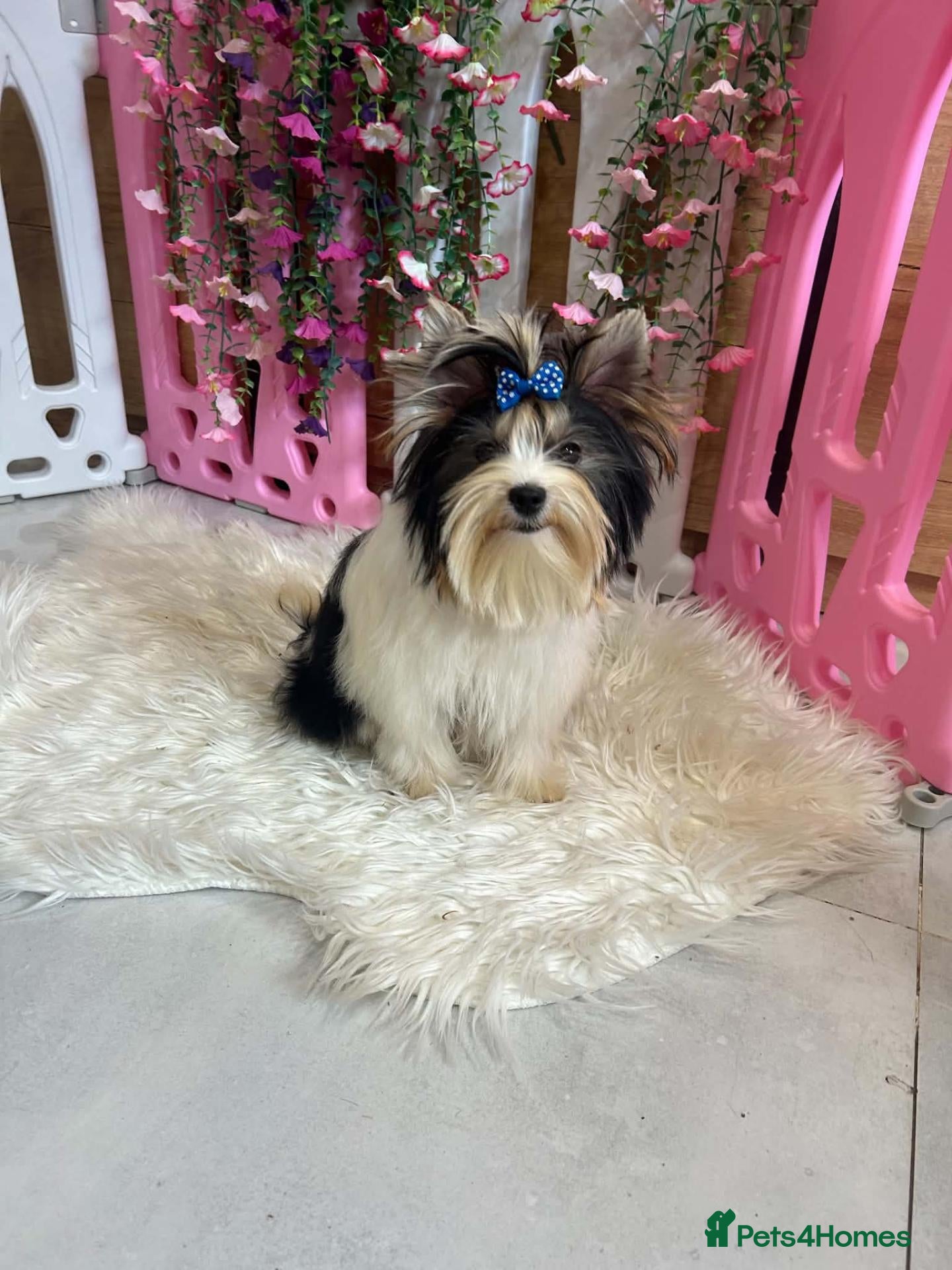 Yorkshire Terrier dogs Beautiful Biewer Yorkshire Terrier Girl - Advert 1