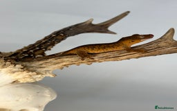 Gecko reptiles for sale: Young crested geckos various morphs Unsexed  - Image 2