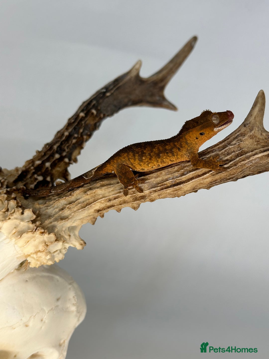 Gecko reptiles for sale: Young crested geckos various morphs Unsexed  - Image 2