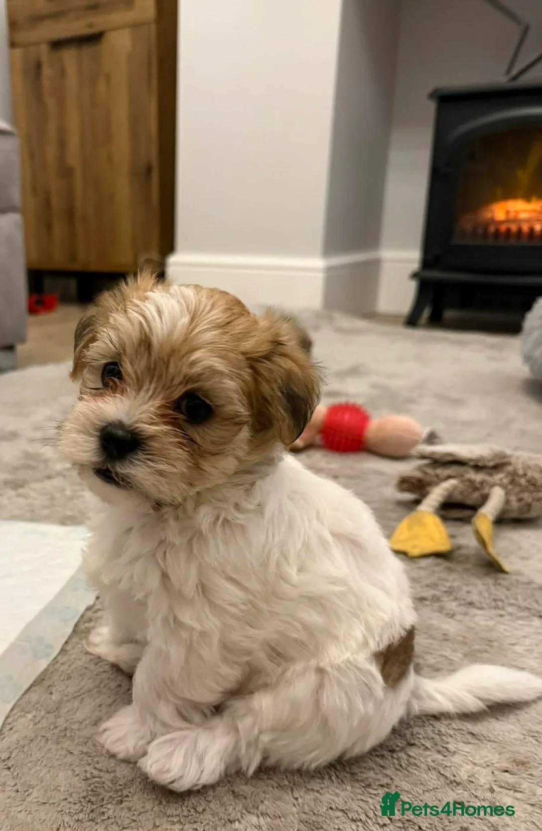 Lhasa Apso dogs for sale: READY NOW 2 beautiful lhatese boy pups  - Advert 19