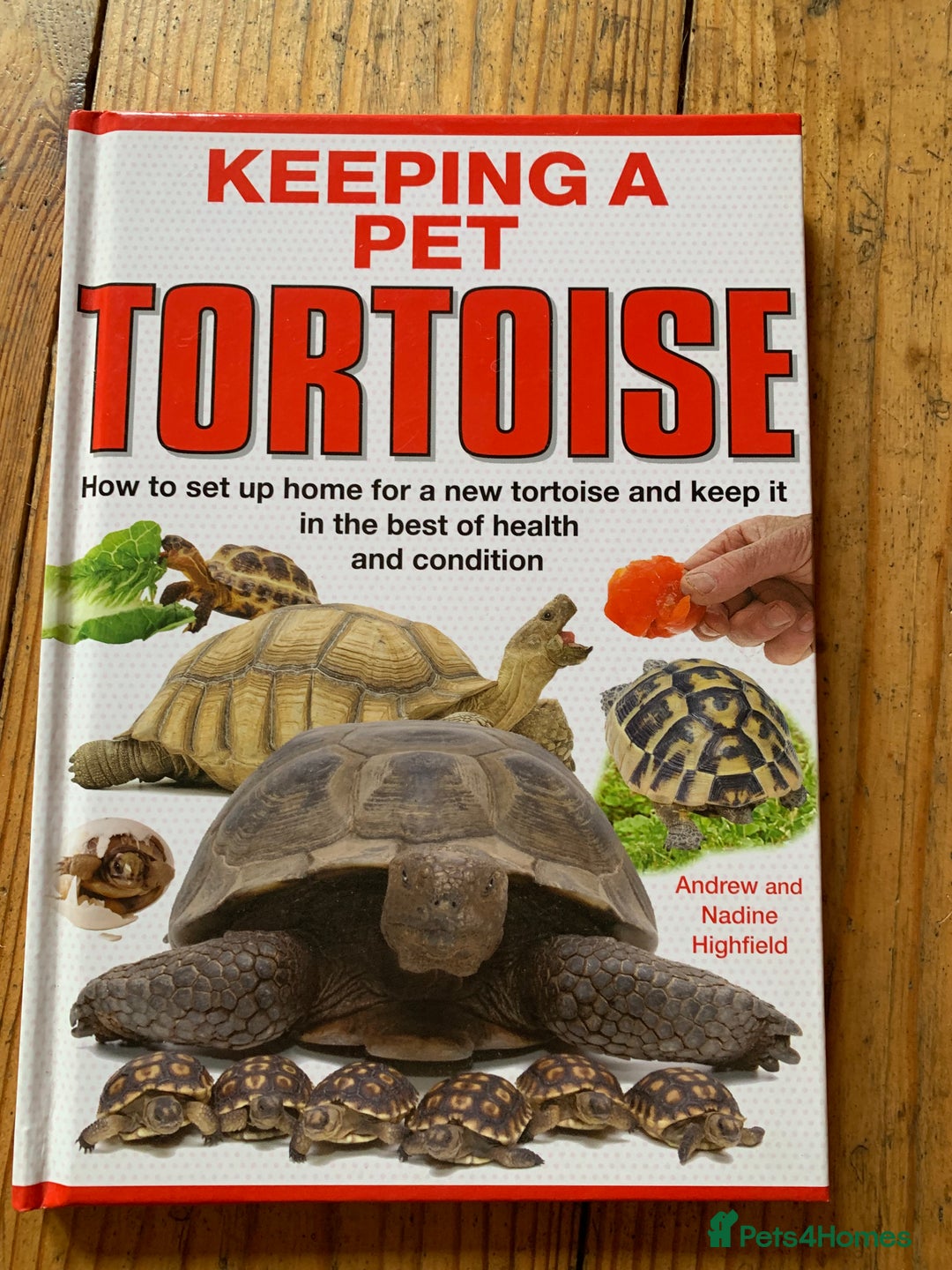 Tortoise reptiles for sale: Marginated Tortoise - Image 7