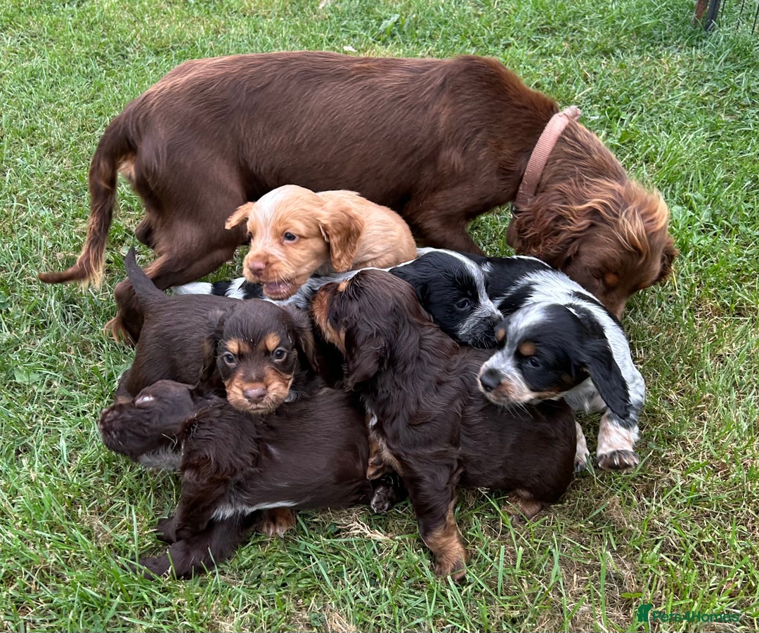 Cocker Spaniel dogs for sale: GORGEOUS WORKING COCKER PUPS - Image 31