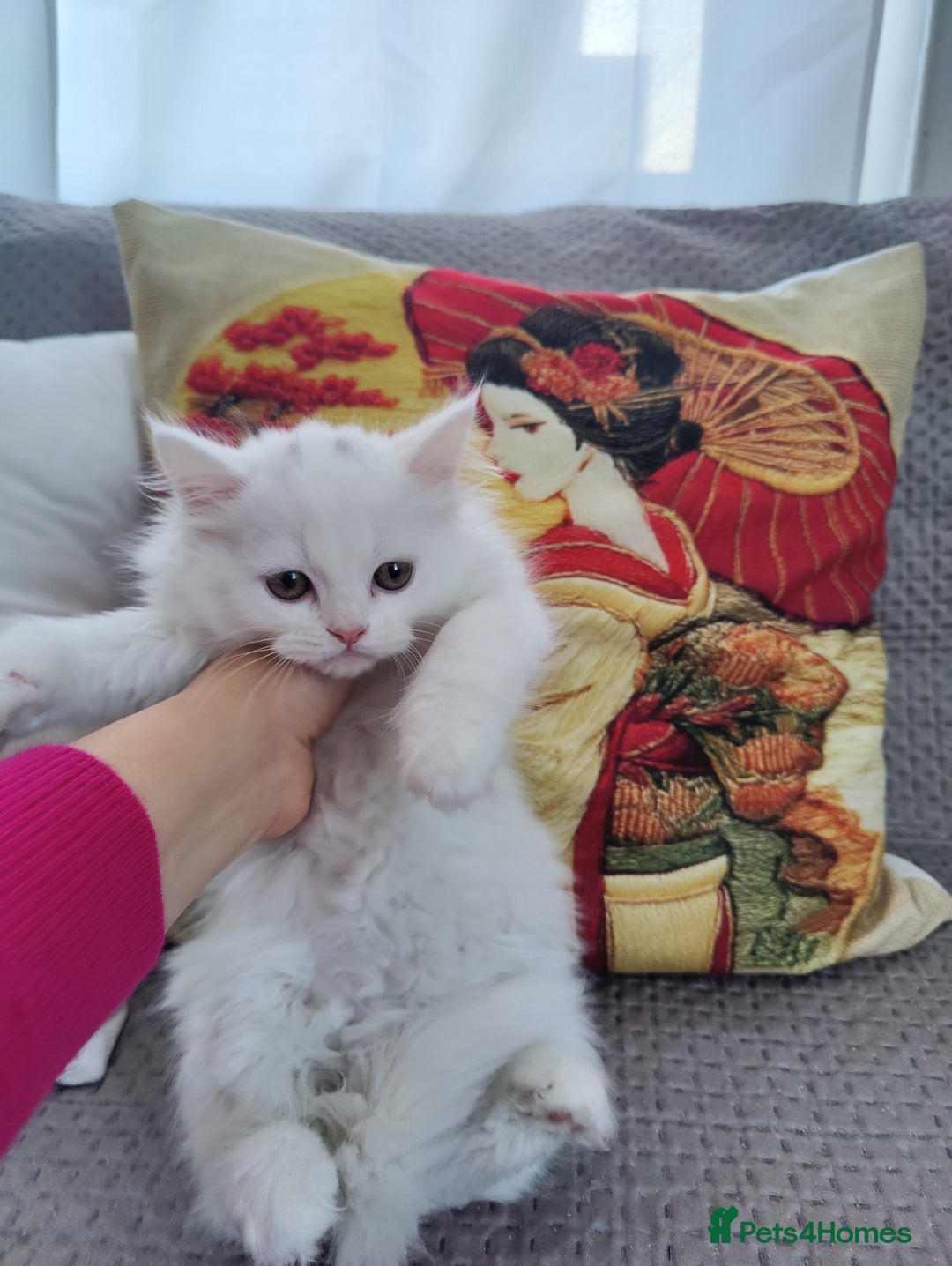 Mixed Breed cats for sale: Persian Mix kittens  - Advert 19