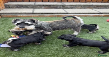 Miniature Schnauzer dogs - Advert 6