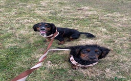 Cocker Spaniel dogs for stud: Black and tan Cocker Spaniel for stud - Image 11
