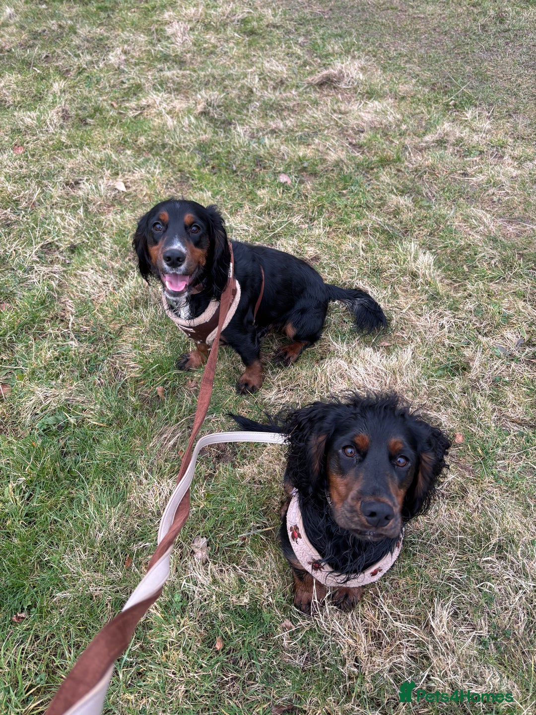 Cocker Spaniel dogs for stud: Black and tan Cocker Spaniel for stud - Image 11