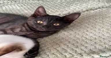 Norwegian Forest Cat cats - Advert 5