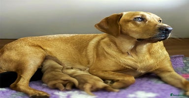 Labrador Retriever dogs - Advert 8