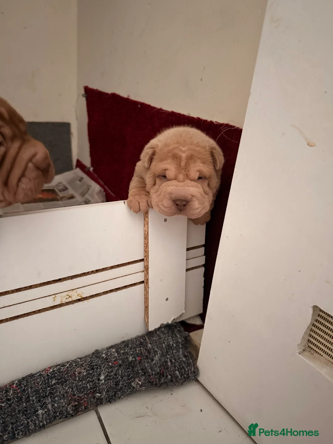 Shar Pei dogs for sale: LOVELY SHAR PEII  - Advert 2