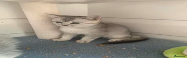 British Shorthair Kitten 1