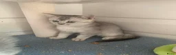 British Shorthair cats for sale: BSH Stunning rare Shaded - Advert 5