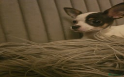 Chihuahua dogs for sale: Chihuahua Puppies–Stunning Colours–Ready for Homes - Image 4
