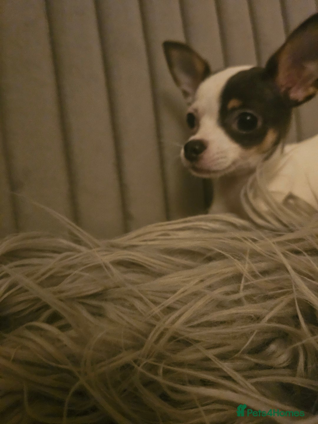 Chihuahua dogs for sale: Chihuahua Puppies–Stunning Colours–Ready for Homes - Image 4