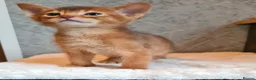 Abyssinian cats for sale: LAST 2 PEDIGREE TICA ABY BOYS - Advert 8