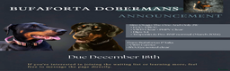 Dobermann dogs for sale: Doberman puppies  - Advert 2