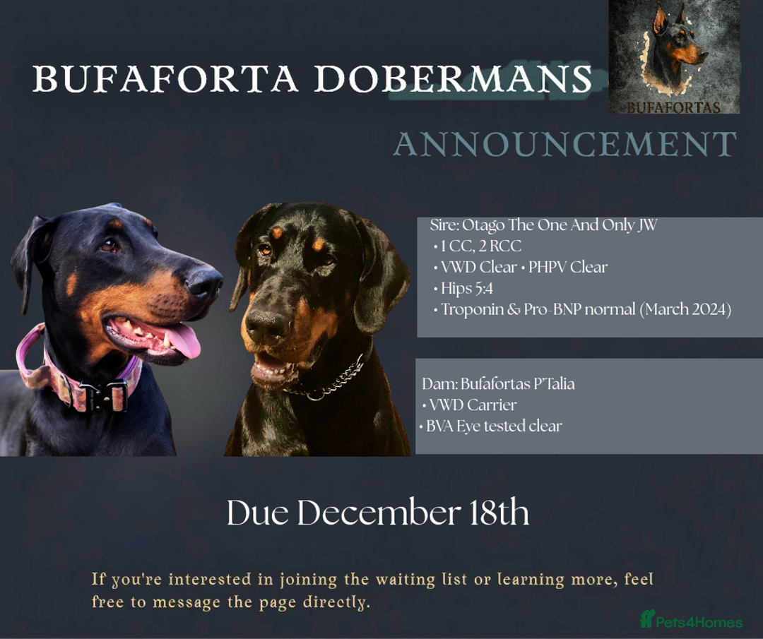 Dobermann dogs for sale: Doberman puppies  - Advert 1