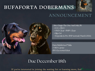 Dobermann dogs Doberman puppies - Advert 2