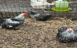 Chickens poultry for sale: Trio of Lace Wing Pekin Bantams - Image 1