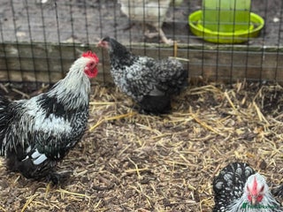 Chickens poultry - Advert 36