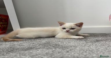 British Shorthair cats - Advert 7